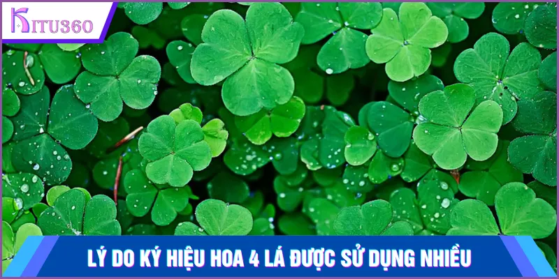 Lý do ký hiệu hoa 4 lá được sử dụng nhiều